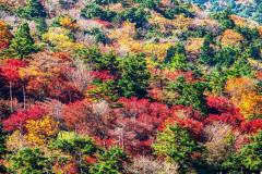 20091018-odaigahara-PA185293