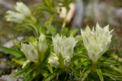 20150809-suishodake-P8100226