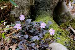 20190421-akasakayama-DSCF6824