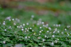 20190428-kongousan-DSCF7040