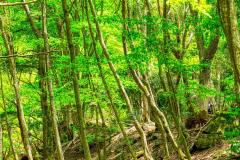 20120513-domandake-P5133570