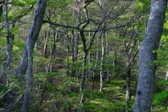 20190503-daisen-DSCF7346